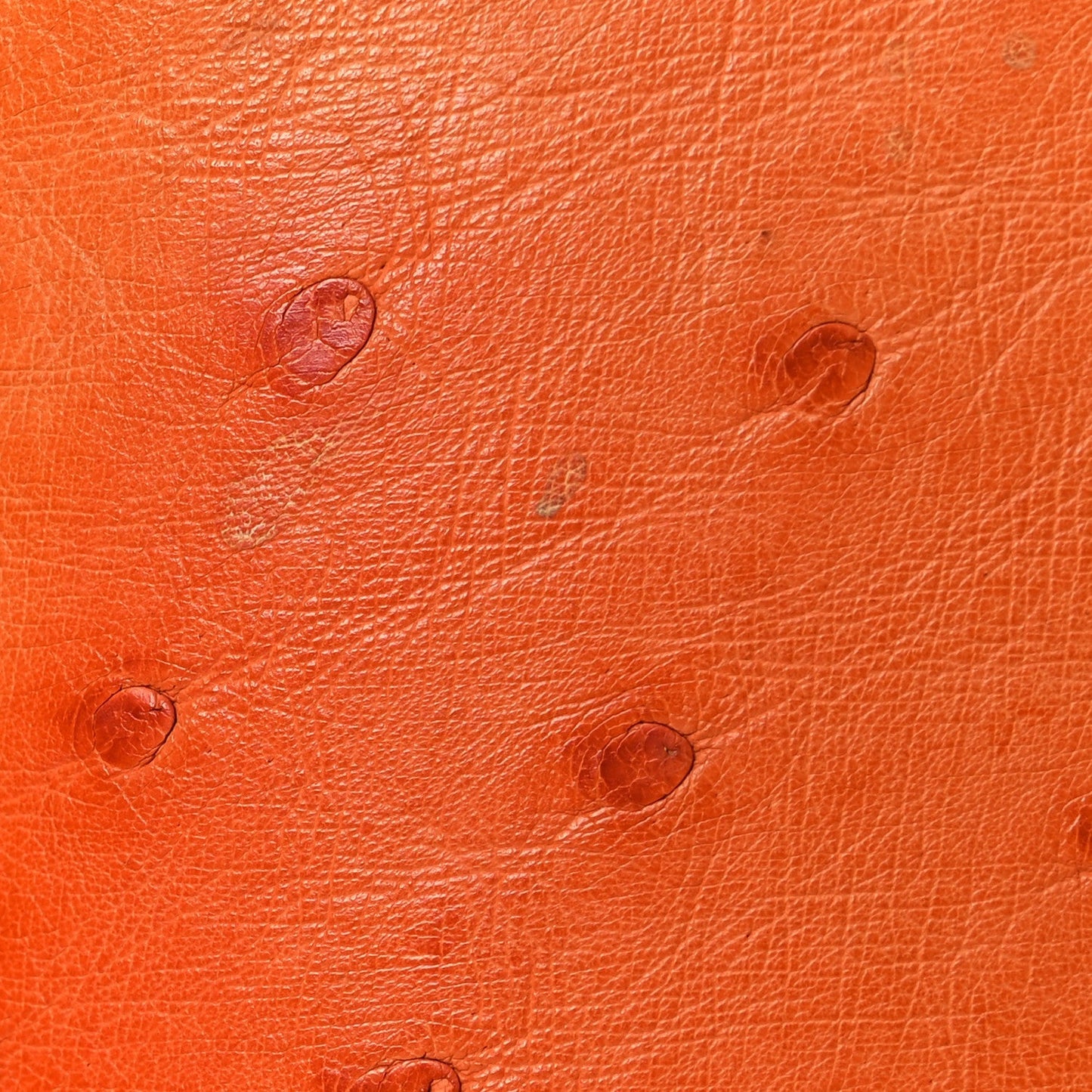Ostrich Alma BB Piment